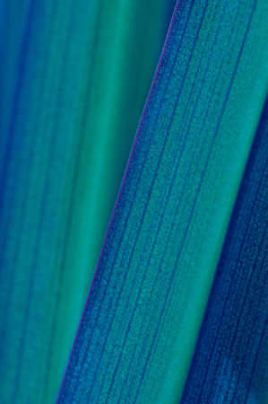 blue leaf texture の写真素材