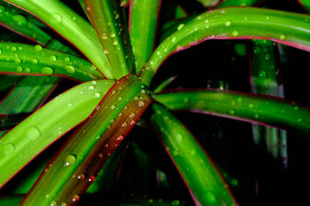 green - red leaf of Dracaena marginata , texture , backgroundの写真素材