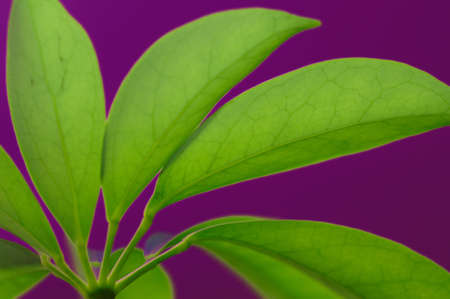 green leaf texture on the violet backgroundの写真素材