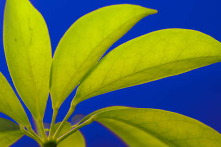 green leaf texture on the blue backgroundの写真素材