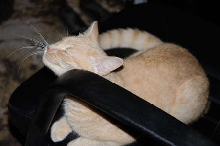smiling , happy catの写真素材