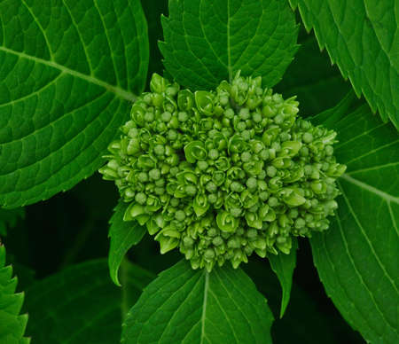 hydrangea  or Hortensiaの写真素材