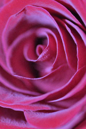 red rose の写真素材