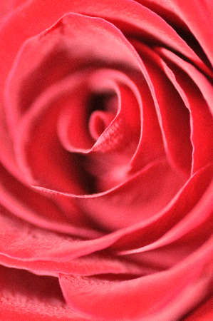 red rose の写真素材