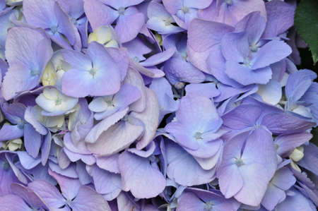 hydrangea  or Hortensia