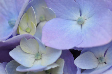 hydrangea  or Hortensiaの写真素材