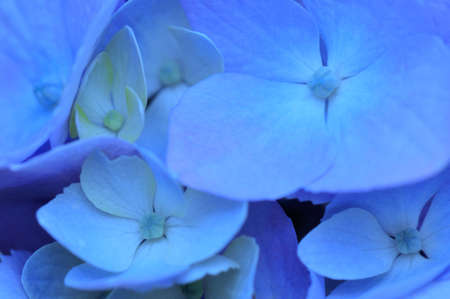 hydrangea  or Hortensiaの写真素材