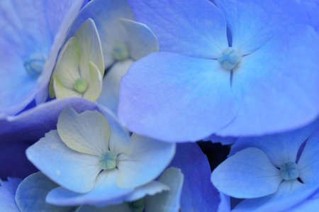 hydrangea  or Hortensiaの写真素材