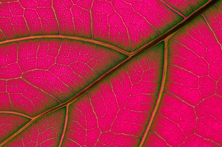 colored leaf of Ficus Lyrata の写真素材