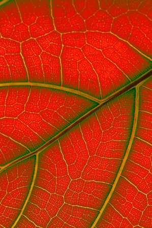 colored leaf of Ficus Lyrata の写真素材