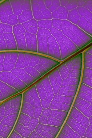 colored leaf of Ficus Lyrata の写真素材