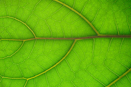 leaf of Ficus Lyrata の写真素材