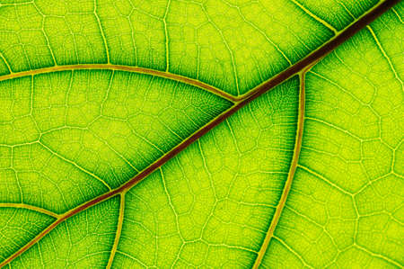 leaf of Ficus Lyrata の写真素材
