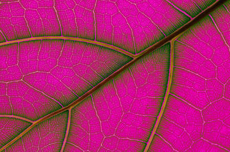 colored leaf of Ficus Lyrata の写真素材