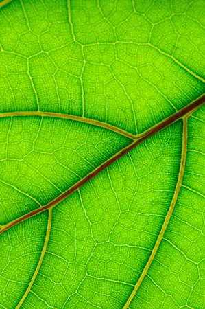 leaf of Ficus Lyrata の写真素材
