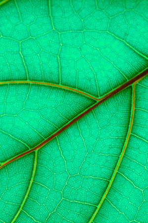 colored leaf of Ficus Lyrata の写真素材