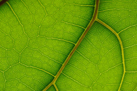 leaf of Ficus Lyrata の写真素材