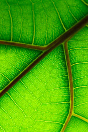 leaf of Ficus Lyrata の写真素材