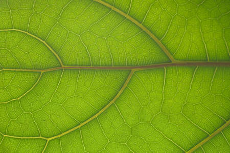 leaf of Ficus Lyrata の写真素材