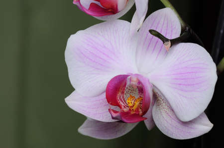 Closeup of a Phalaenopsis blossomの写真素材