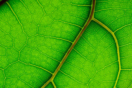 leaf of Ficus Lyrata の写真素材