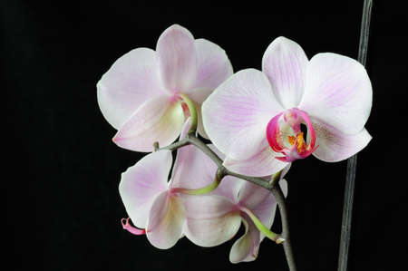 Closeup of a Phalaenopsis blossomの写真素材