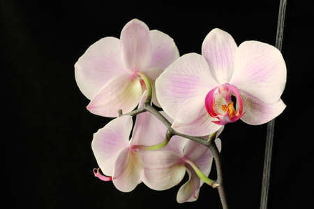 Closeup of a Phalaenopsis blossomの写真素材