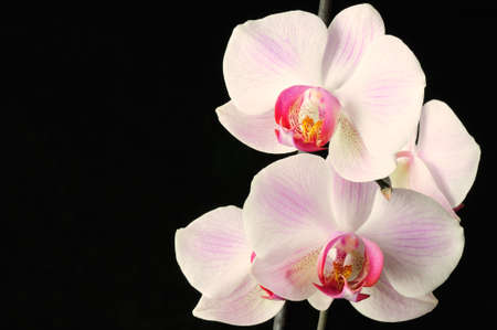 Closeup of a Phalaenopsis blossomの写真素材