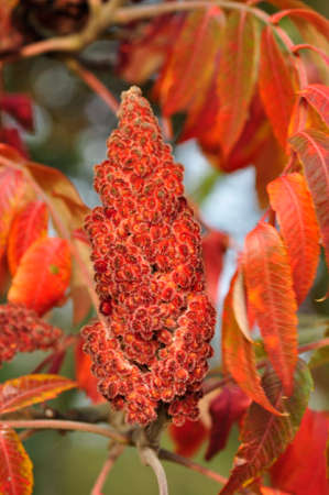 Sumac tree in autumnの写真素材