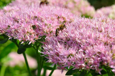 honey bee foraging on Hylotelephium spectabile  (formerly called Sedum spectabile)の写真素材
