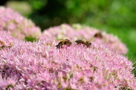honey bee foraging on Hylotelephium spectabile  (formerly called Sedum spectabile)の写真素材
