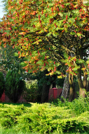Sumac tree in autumn