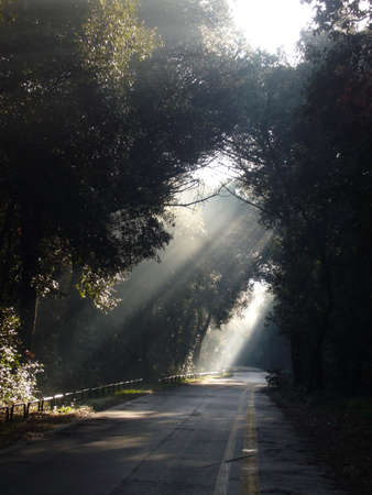 Road through the forest