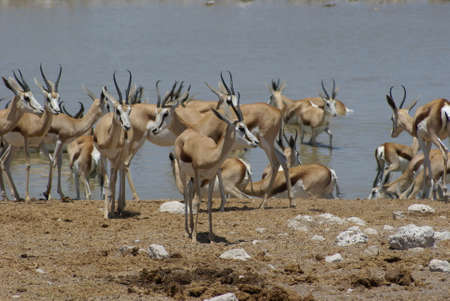 Herd of impalasの写真素材