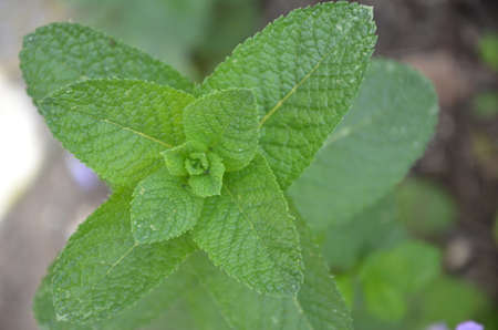 Mint plant