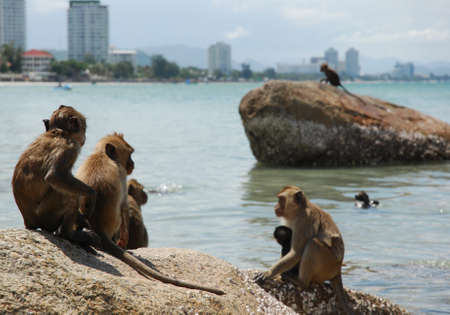 Monkeys Sunbathing on Rocks