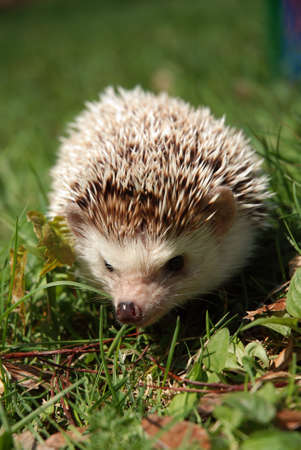 Hedgehog in grassの写真素材