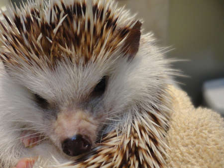Hedgehog in Towelの写真素材