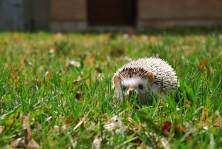 Hedgehog Walking in grassの写真素材