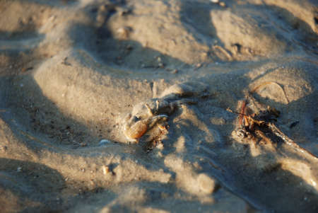 Crab in Wet Sand