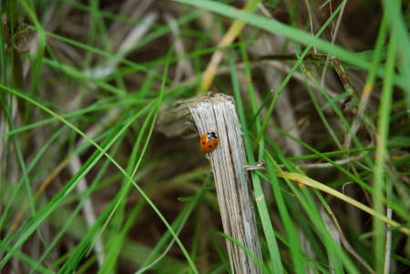 Ladybug on Straw Plantの写真素材
