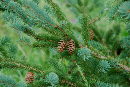 Two Tiny Pine Conesの写真素材