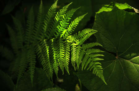 illuminated fern leafの写真素材