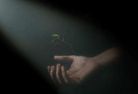 hand with a small plantの写真素材