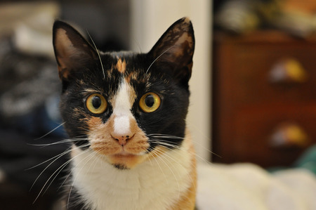 Calico Cat Portraitの写真素材