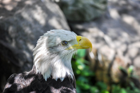 American Bald Eagle Profile Closeup with Half Closed Eyeの写真素材