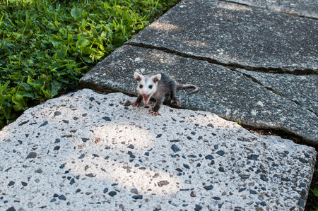 Angry Baby Opossum Hissing and Showing Teethの写真素材