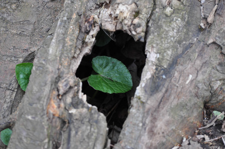 New Leaf Peeking Through a Hole in a Fallen Treeの写真素材