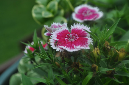 Pink and White Dianthus Flowers in Bloomの写真素材
