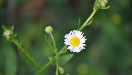Small Daisy Flower Looks Like a Sad Frowning Face
